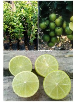 ต้นมะนาวแป้นสุขประเสริฐ มะนาวไร้เมล็ด