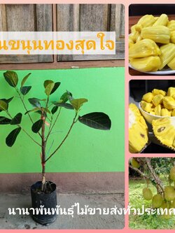 💥ต้นขนุนทองสุดใจ ขนุนเนื้อหวานสีสวย ยางน้อยอร่อยมาก ต้นทาบกิ่งพร้อมส่งคะ