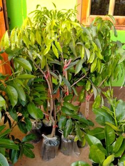 ต้นลิ้นจี่นครพนม พันธุ์ให้ผลดกลูกโต ให้ผลผลิตไว