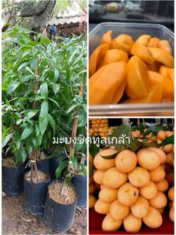 #มะยงชิดทูลเกล้า (ไข่ไก่ลูกใหญ่) ต้นทาบพร้อมปลูกคะ