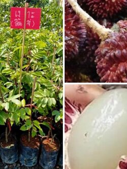 ต้นเงาะลิ้นจี่ หรือ เงาะปูลาตัน กลิ่นหอม เปลือกคล้ายลิ้นจี่จ้า