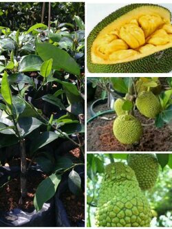 #ต้นจำปาดะทุเรียนCempedak durian จำปาดะทุเรียนมีผลคล้ายทุเรียนกลิ่น