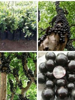 ต้นองุ่นพันธุ์บราซิล ขนาด60-70 ชม.ต้นไม้หายาก