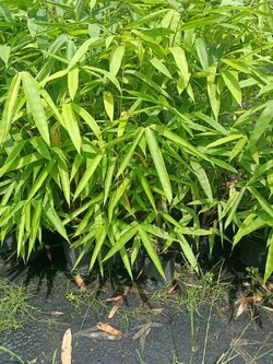 ต้นไผ่ข้าวหลามกาบแดง