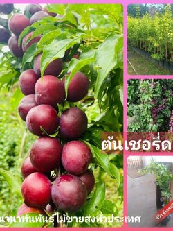 #ต้นเชอรี่ดอย แบบตอนกิ่ง ต้นแข็งแรงพร้อมปลูกคะ