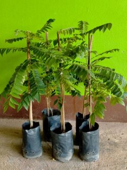 ต้นตะลิงปลิง ขนาด 40-80 ชม.ถุงชำ