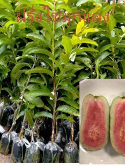 😋#ต้นฝรั่งไข่มุกแดง ฝรั่งใต้หวันใส้แดงเนื้อหวานกรอบอร่อย