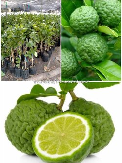 ต้นมะกรูด กิ่งตอนสวย ๆค่ะ