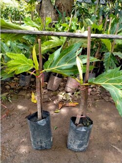 💢#ต้นสาเกข้าวเหนียวกิ่งตอน พร้อมลงไปลูกจ้า