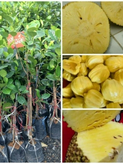 ต้นขนุนไร้เมล็ดเพชรน้ำผึ้ง