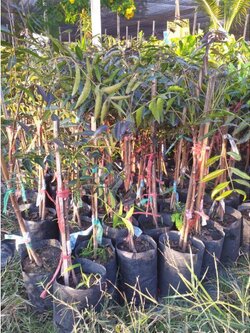 ต้นสะเดาดำ สะเดาที่มีสรรพคุณมากมาย ลงถุงชำขนาด60ชม.