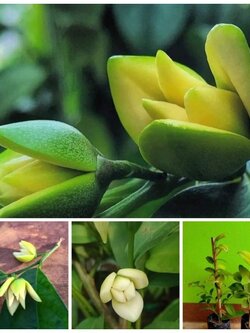 🌺ต้นจำปูน ไม้หอมโบราณหายาก