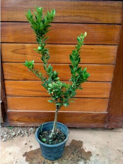 🍊#ต้นส้มเซ้งญี่ปุ่น รสชาดหวานหอมไม่แพ้ของไทย พร้อมจัดส่งเลยจ้า