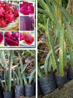 แก้วมังกรแดงทับทิม ถุงชำ 1 ถุงมี2 ต้น