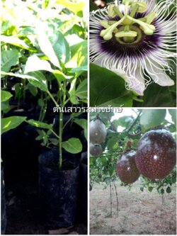 ต้นเสาวรสม่วงยักษ์ ขนาดไม่เกิน60ชม.พร้อมส่งจ้า