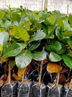 🍀#ต้นขนุนยวงยักษ์ ขนุนยวงใหญ่ ต้นทาบพร้อมจัดส่งจ้า