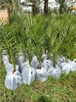 💢#อินทผาลัมบาฮีเหลือง ต้น1ปี2เดือนพร้อมปลูกจ้า