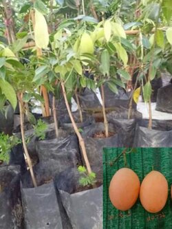 ต้นมะยงชิด(ไข่ไก่) เสียบยอด