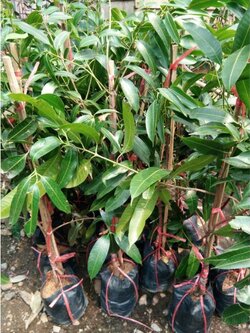 #ต้นมะปรางหวานต้นทาบเสียบยอดพร้อมส่งค่ะ