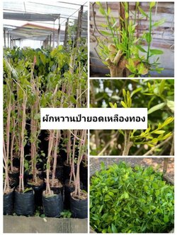 🍀🍀ผักหวานป่ายอดเหลืองทอง ถุงชำพร้อมปลูก