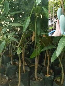 มะม่วงลิ้นงูเห่า(ไม่มีเก็บปลายทาง)