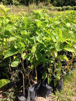 หม่อนมัลเบอร์รี่ไวท์คิงส์หรือกหิมาลายันขาว สุดยอดความหวานรู้เเล้วต้องขยายWhite king Mulberry