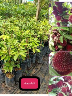 ต้นเงาะลิ้นจี่ ไม้แปลกสามารถปลูกในไทยให้ผลแล้ว