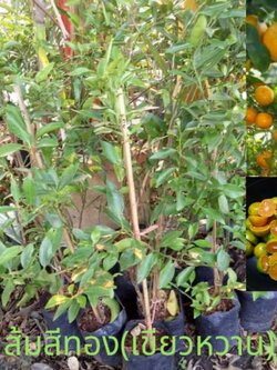 ส้มเขียวหวาน ส้มสีทอง(น่าน)