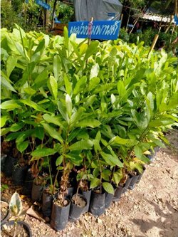 💢ต้นมะม่วงหิมพาน เพาะเมล็ดต้นสวยๆพร้อมลงปลูกได้เลยจ้า