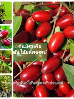 ต้นมิราเคิล ต้นไม้มหัศจรรย์