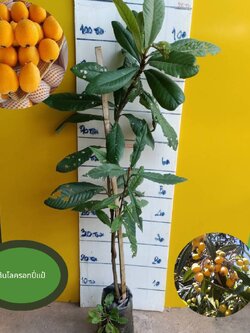 ต้นโลครอทปี่แป๋ ไม้ผลถิ่นกำหนดในจีน ปลูกในไทยได้แล้ว