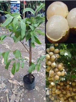 ต้นลำใยพันธุ์สีชมพู