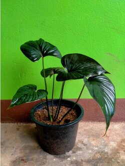 🥰 #ว่านเสน่ห์จันทร์นาค ว่านเมตตามหานิยม แถมยังช่วยฟอกอากาศ💞 พร้อมปลูกค่ะ