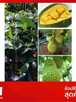 #ต้นจำปาดะทุเรียนCempedak durian จำปาดะทุเรียนมีผลคล้ายทุเรียนกลิ่น