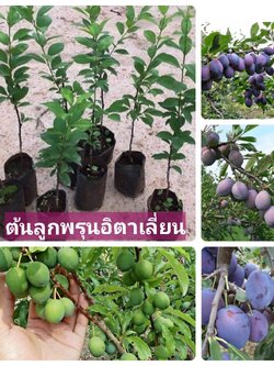 🌿ต้นลูกพรุน อิตาเลี่ยน เสียบยอด