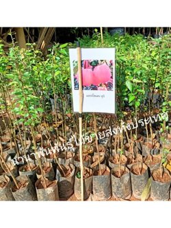 🍎🍎#ต้นแอปเปิ้ลฟูจิ แอปเปิ้ลสามารถปลูในไทยได้ต้นพร้อมปลูกค่ะ