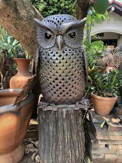 นกฮูกเผาดำ หางสั้นหน้าตรง