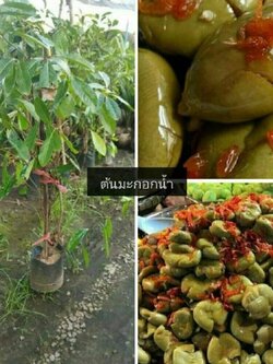 #ต้นมะกอกน้ำ # ต้นมะกอกน้ำกิ่งตอน ขนาดไม่เกิน80ซม.พร้อมค่ะ