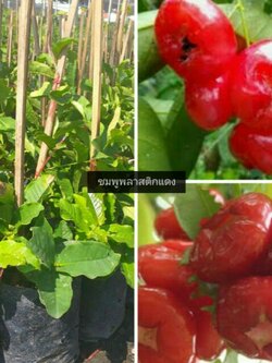 ต้นชมพู่พลาสติกแดง แบบปักชำขนาด30-50ชม.