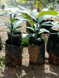 ต้นมังคุดไชค์ 20 ชม