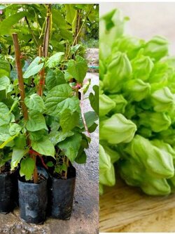 #ต้นดอกขจร หรือดอกสลิด สวยๆเลยค่ะ