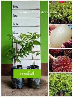 💥ต้นเงาะลิ้นจี่ มาแล้วจ้า จัดส่งฟรี