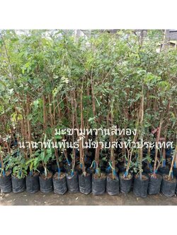 💢ต้นมะขามหวานสีทอง ต้นสวยพร้อมปลูกคะ