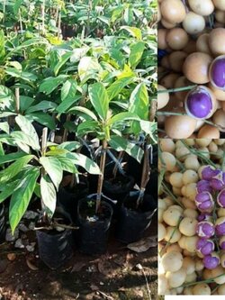 ต้นมะไฟข้าวเหนียวดำ ขนาด50 ชม.