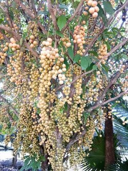 ต้นมะไฟข้าวเหนียวดำ