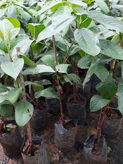 ต้นละไม ขนาดความสูง 50 ชม.(ไม่มีเก็บปลายทาง)