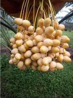 🌴#ต้นอินทผาลัมบาฮี อินทผาลัมทานสด อร่อยกรอบหวานมัน