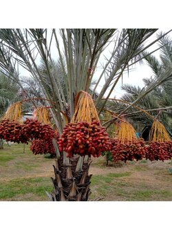 💢#ต้นอินทผาลัมสด เดกเลทนัวร์ " Date Palm : Deglet Nour "