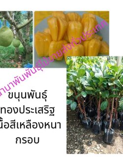 ต้นขนุนทองประเสริฐ ขนุนทองประเสริฐเนื้อสีเหลืองหนากรอบ นิยมปลูกขนุนเชื่อว่าหนุนนำให้คนในบ้านเจริญรุ่งเรื