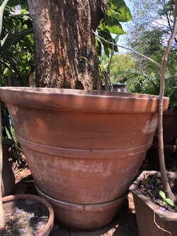 กระถางดินใหญ่